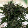 Семена конопли  Sour Mango feminised Ganja Seeds