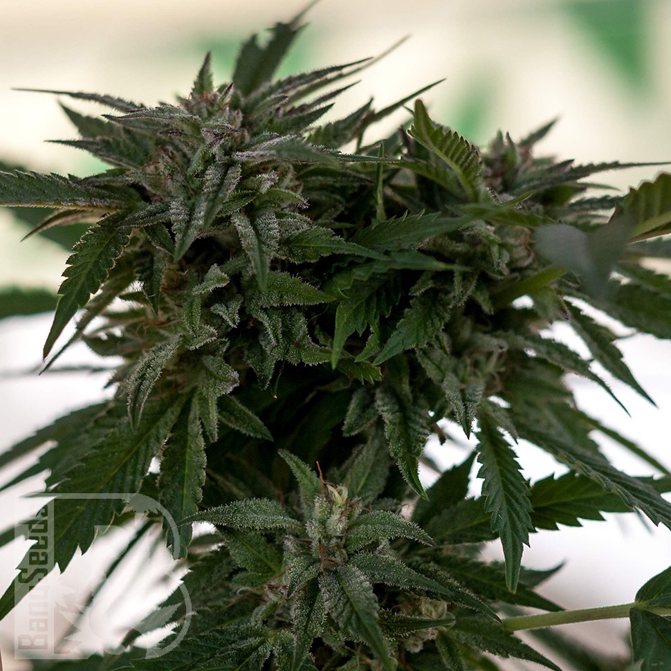 Семена конопли  Sour Mango feminised Ganja Seeds