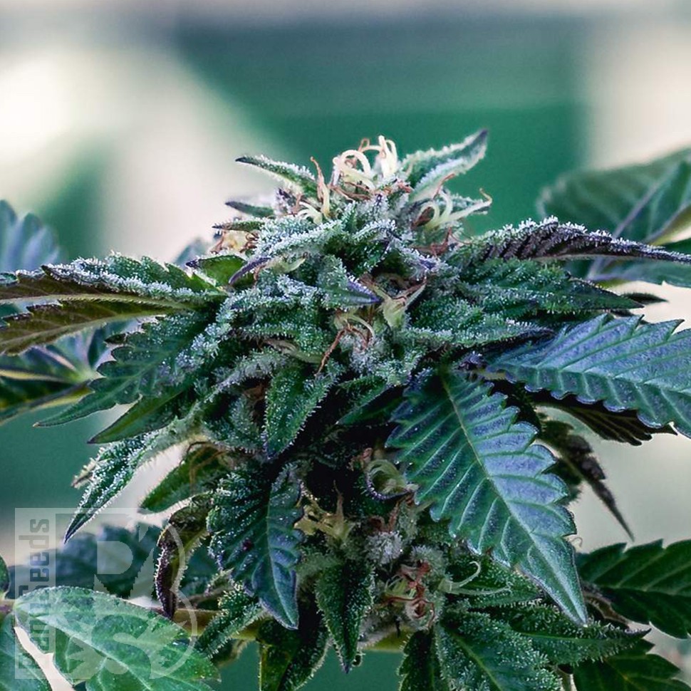Семена конопли  Sour Mango feminised Ganja Seeds