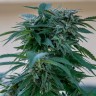Семена конопли  Sour Mango feminised Ganja Seeds