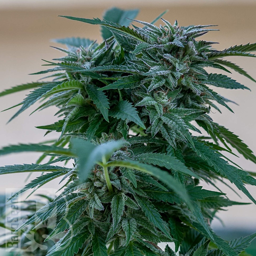 Семена конопли  Sour Mango feminised Ganja Seeds