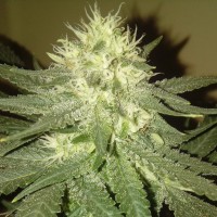 Kings Kush regular Ganja Seeds