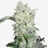 купить семена конопли Kali Mist feminised