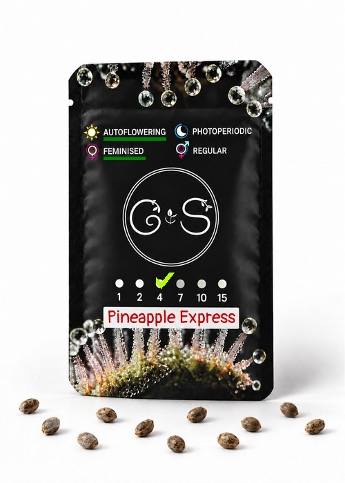 Семена конопли  Auto Pineapple Express feminised Ganja Seeds
