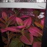 Линейный светодиодный фитосветильник LED Союз 4 в интернете