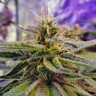 Семена марихуаны  Sticky Blue feminised Ganja Seeds