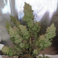 Auto Blueberry regular Ganja Seeds