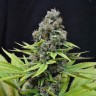 Auto S.A.D. (Sweet Afgani Delicious) feminised Ganja Seeds