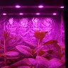 Линейный светодиодный фитосветильник LED Союз 5 для марихуаны