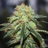 Семена каннабиса  Super Bud feminised Ganja Seeds