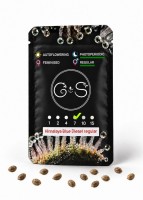 Himalaya Blue Diesel regular Ganja Seeds