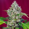 Семена San Fernando Lemon Kush feminised Ganja Seeds