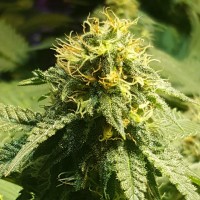 Jamaica Blueberry regular Ganja Seeds