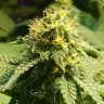 купить семена конопли элитных сортов Jamaica Blueberry reg