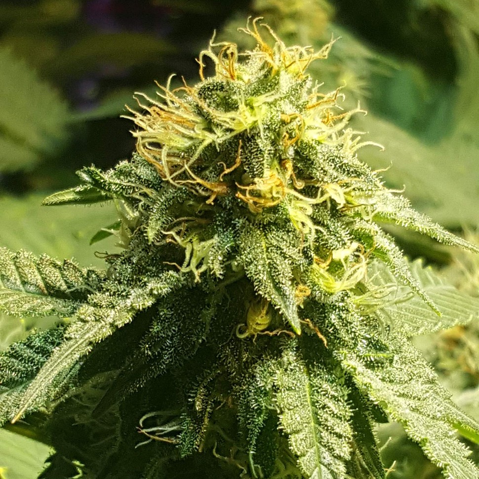 Семена ганжа Jamaica Blueberry regular Ganja Seeds