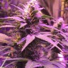 Семена  Purple Ryder regular Ganja Seeds
