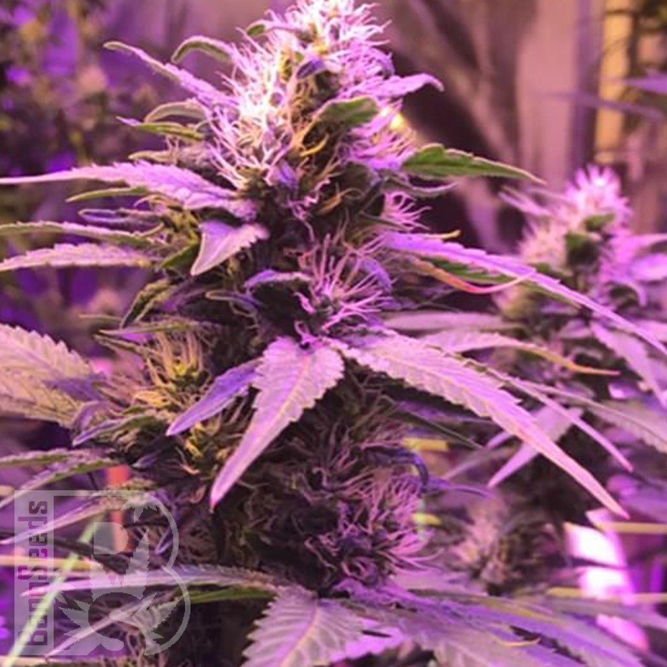 Семена  Purple Ryder regular Ganja Seeds