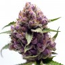 Семена  Purple Ryder regular Ganja Seeds