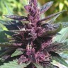 Семена  Purple Ryder regular Ganja Seeds