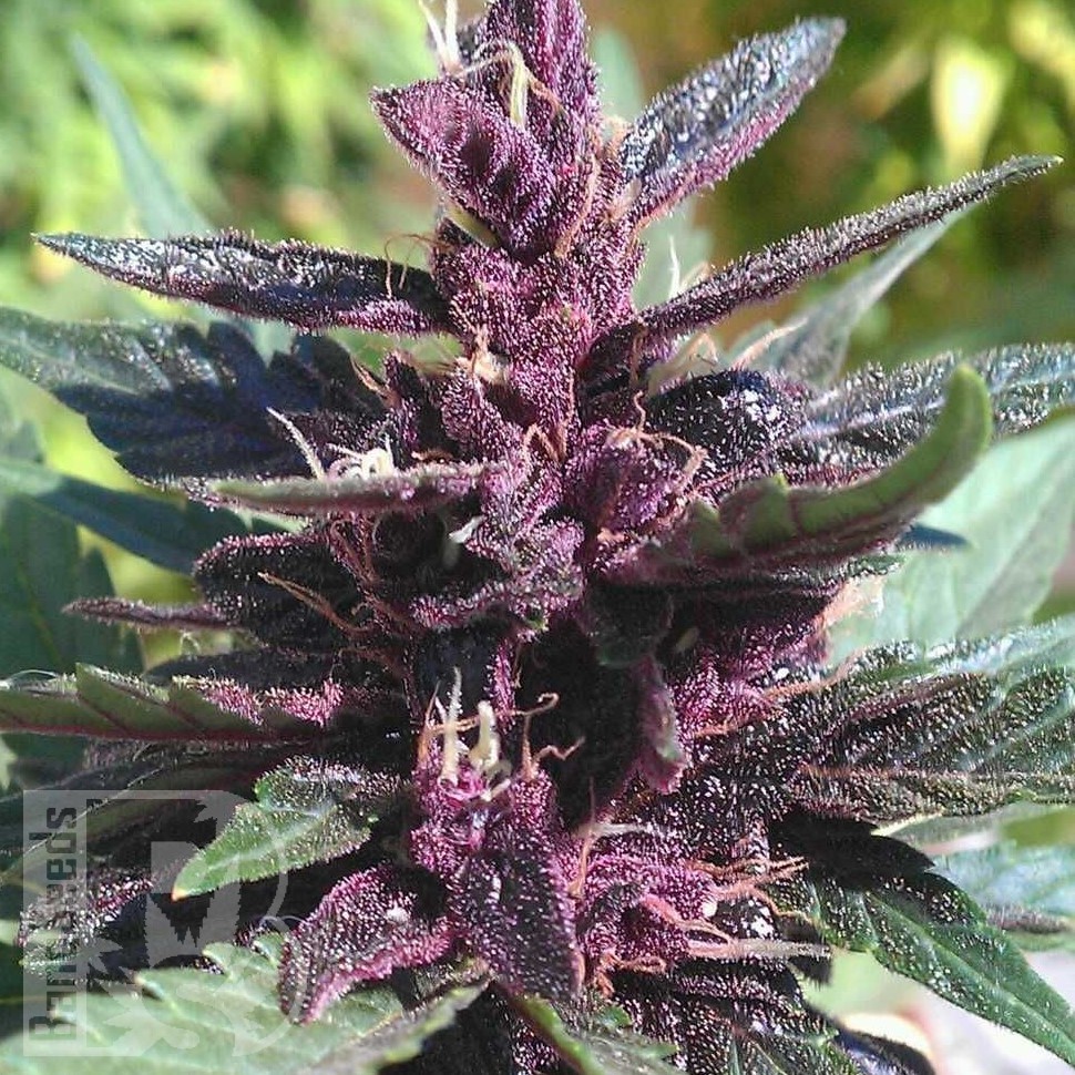 Семена  Purple Ryder regular Ganja Seeds