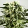 Семена марихуаны  Auto Super Silver Haze feminised Ganja Seeds