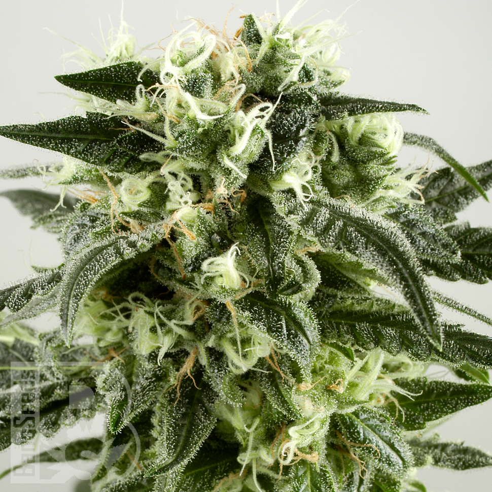 Семена марихуаны  Auto Super Silver Haze feminised Ganja Seeds