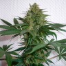 Семена Mohan Ram feminised Ganja Seeds