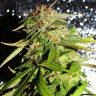 Семена конопли Mohan Ram feminised Ganja Seeds