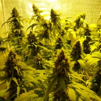 Mohan Ram feminised Ganja Seeds