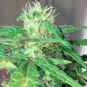 Семки Mohan Ram feminised Ganja Seeds