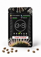 Super Critical feminised Ganja Seeds