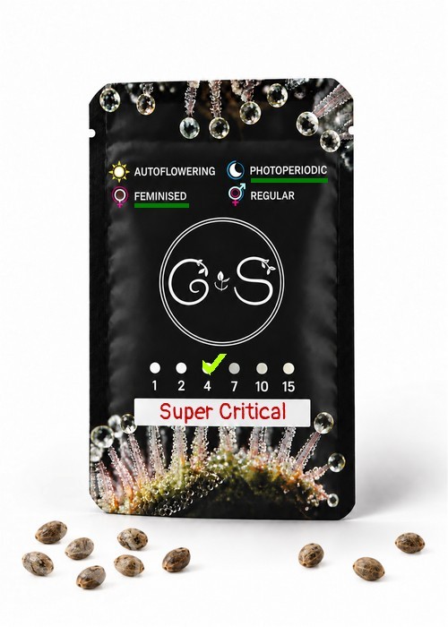 Семена конопли  Super Critical feminised Ganja Seeds