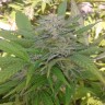 Семена конопли  Super Critical feminised Ganja Seeds