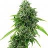 Семена конопли  Super Critical feminised Ganja Seeds