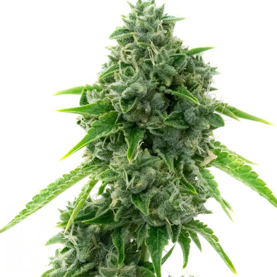 Семена конопли  Super Critical feminised Ganja Seeds