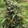 Семена конопли  Super Critical feminised Ganja Seeds