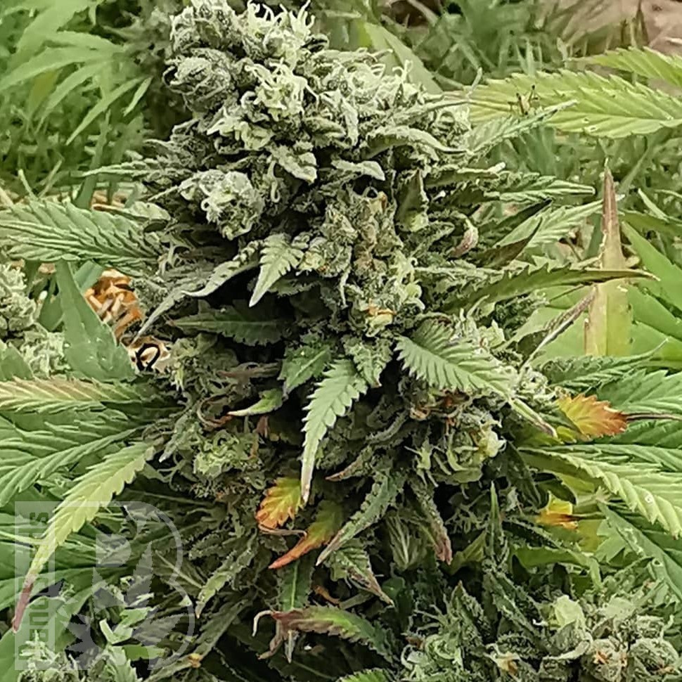 Семена конопли  Super Critical feminised Ganja Seeds