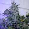 купить семена конопли недорого Auto AK 47 regular