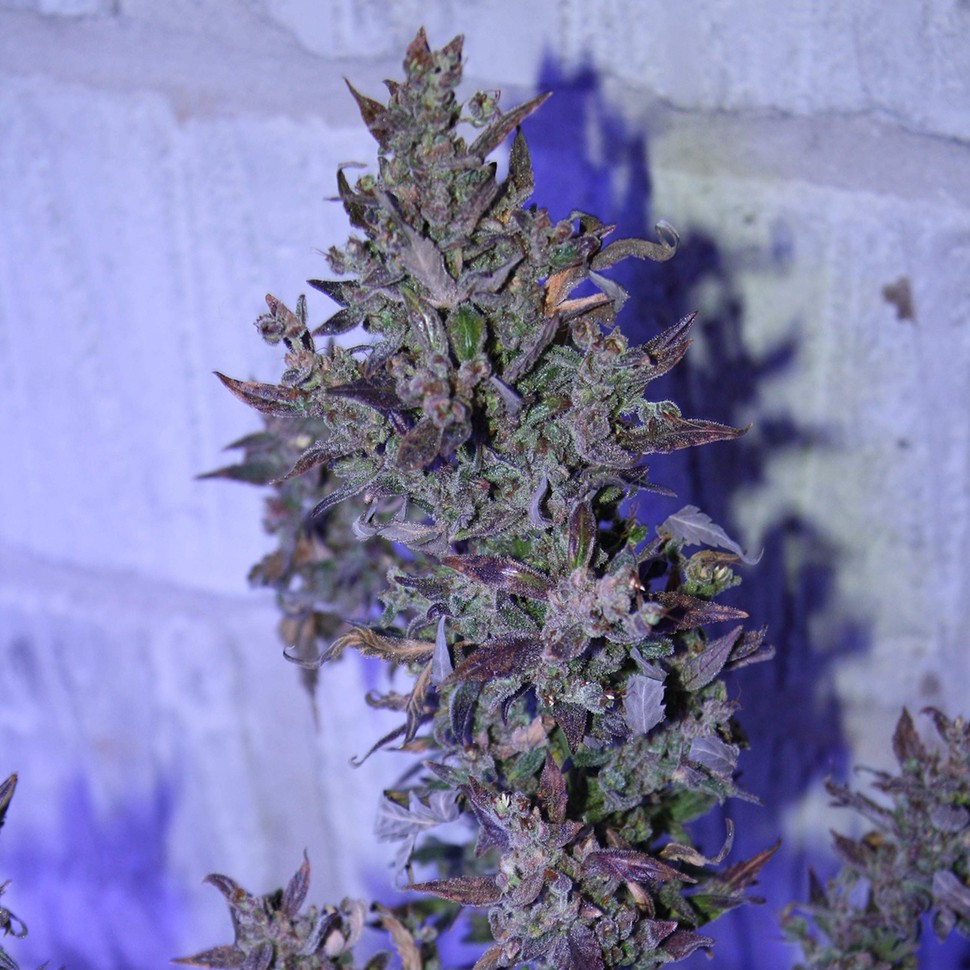 купить качественные семена конопли Auto AK 47 regular