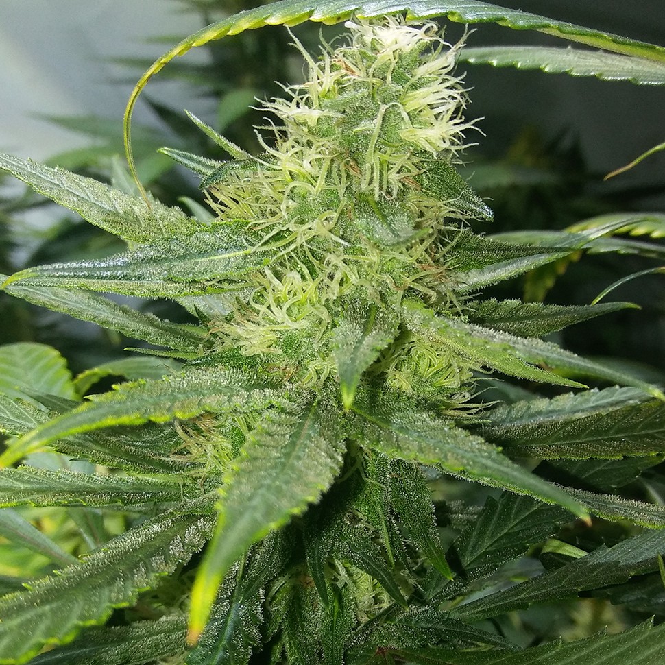 купить семена конопли дешево Auto AK 47 regular