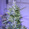 купить семена конопли Auto AK 47 regular