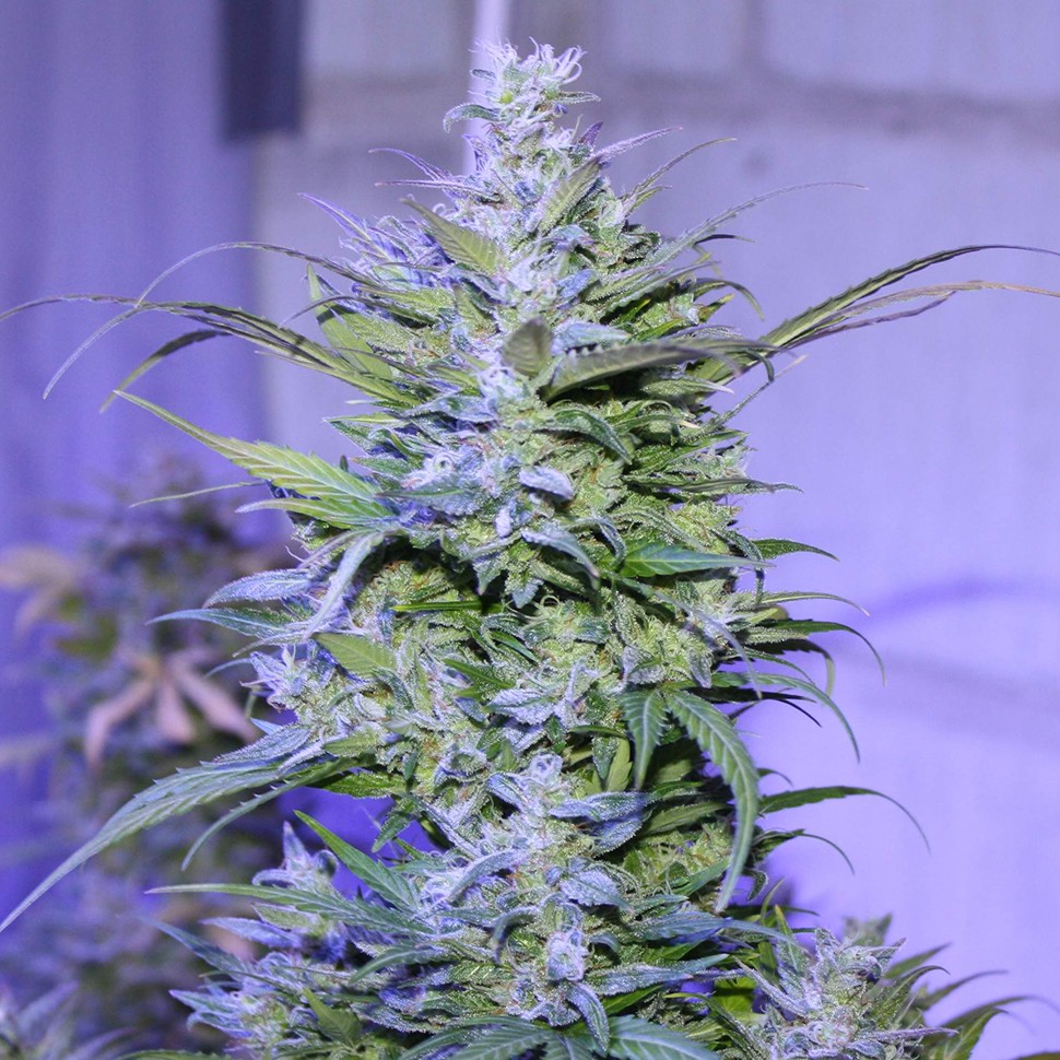 купить семена конопли Auto AK 47 regular