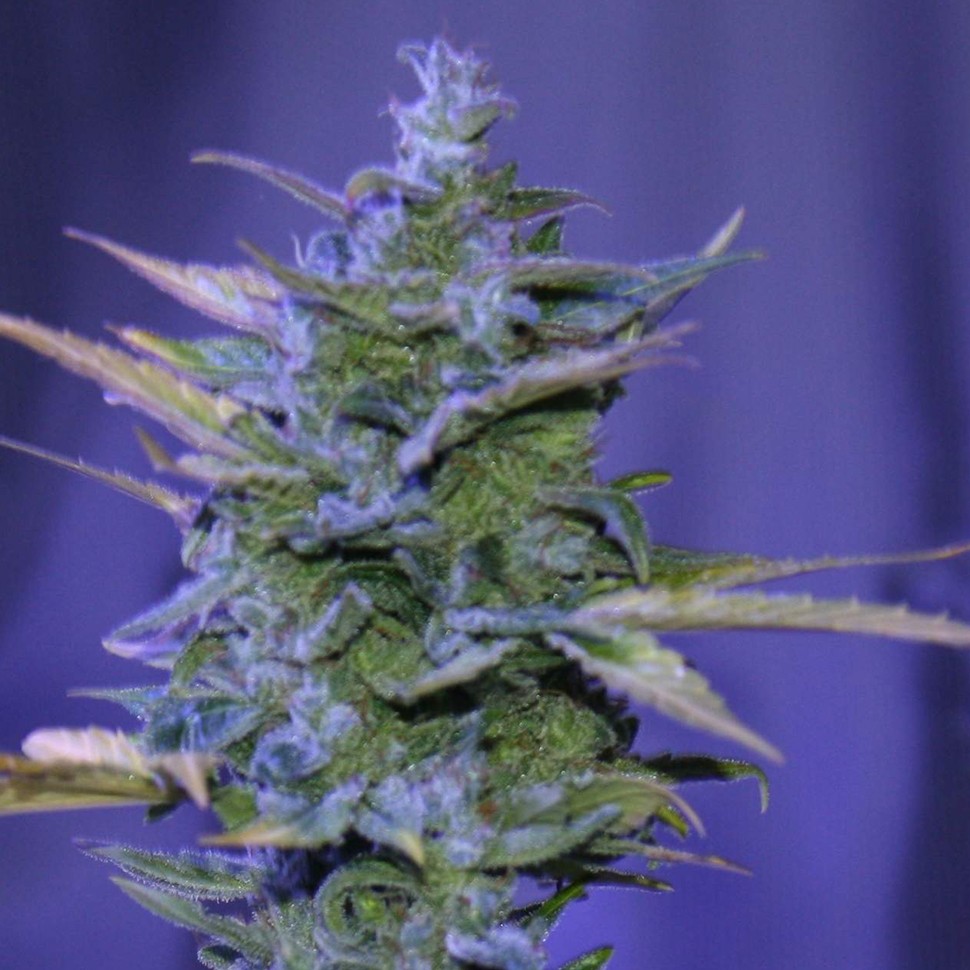 купить семена конопли индика Auto AK 47 regular