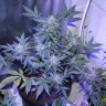 заказать семена конопли почтой Auto AK 47 regular