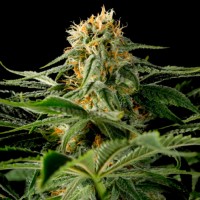 California Hash Plant feminised Ganja Seeds