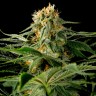 California Hash Plant feminised Ganja Seeds