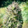 Семена конопли  Super Silver feminised Ganja Seeds