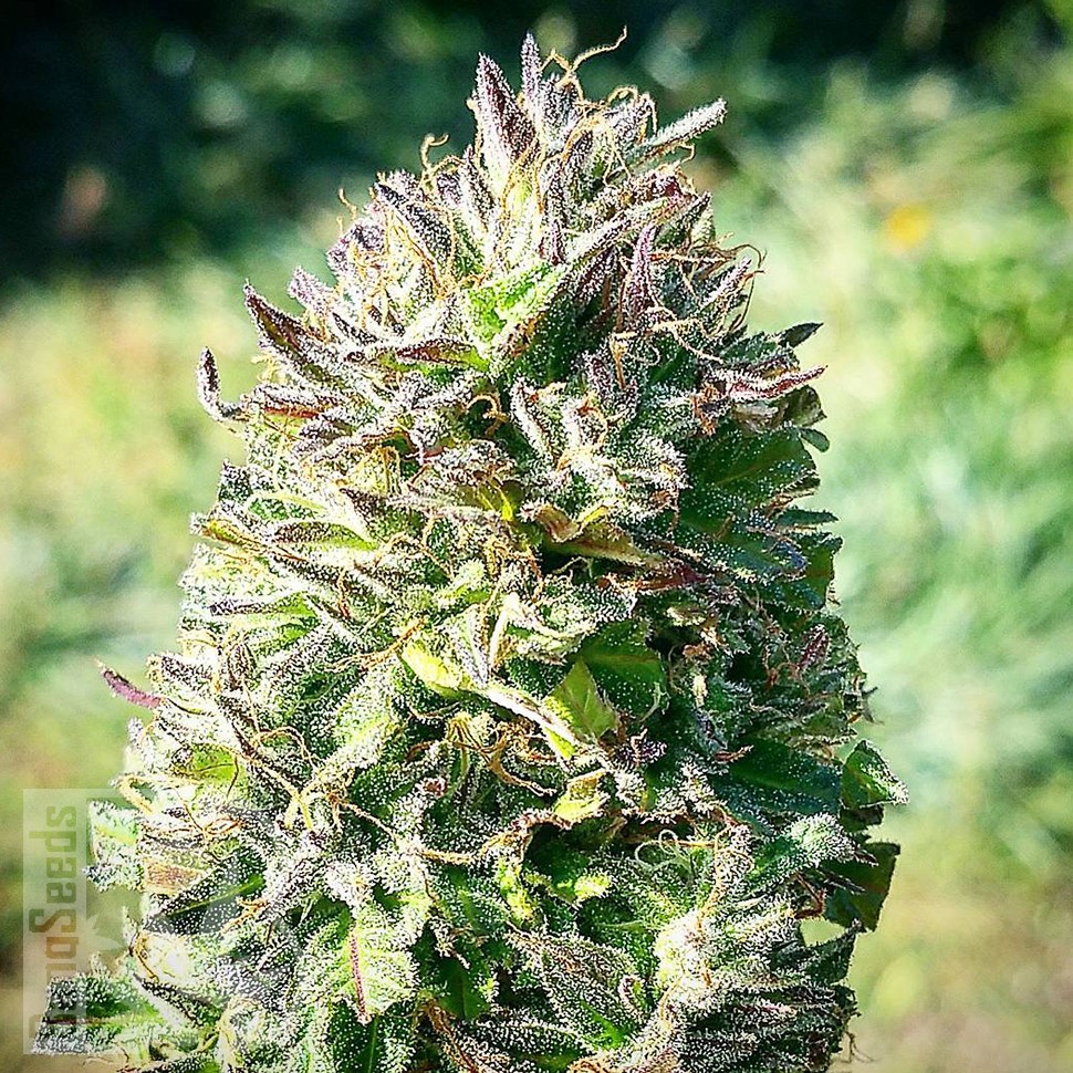 Семена конопли  Super Silver feminised Ganja Seeds