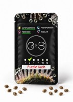 Auto Purple Kush feminised Ganja Seeds