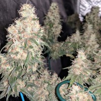 G13 Skunk regular Ganja Seeds